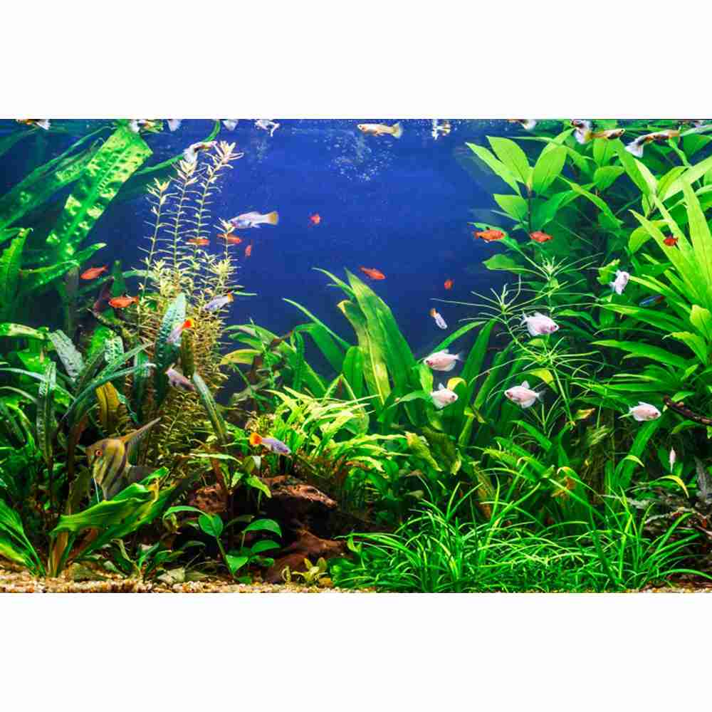 Sfondo fotografico per sfondo  - Aquarium Marine World recensione e prezzo